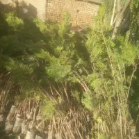 نهال|خدمات باغبانی و درختکاری|شیراز, فرهنگیان|دیوار