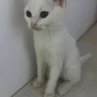 گربه سفید|گربه|یزد, |دیوار