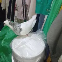 کبوتر|پرنده|لنده, |دیوار