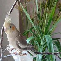 عروس هلندی گمشده