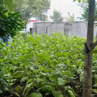 زمین مسکونی ویلایی