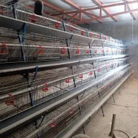 قفس مرغ تخمگذار