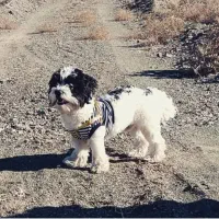 واگذاری سگ شتیزو رایگان