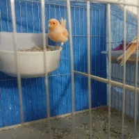 قناری نر|پرنده|مبارکه, |دیوار