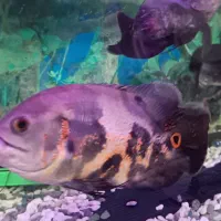 فروش ۳ عدد ماهی گوشت خوار