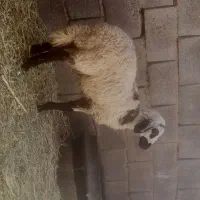 بره ماده