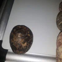 سنگ قیمتی|عمده‌فروشی|شوشتر, |دیوار