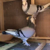 کبوتر گوی نیشان ذات قدیم