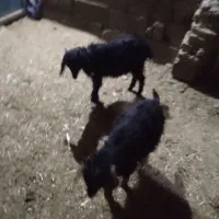 بزابستن        جوان‌ بزغاله چاق دارم