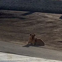 فروش سگ دورگه|سگ|کرفتو, |دیوار