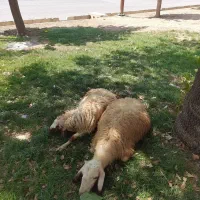 بره‌نر اسال