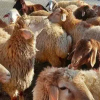 دام زنده‌گوسفند سبک و سنگین سبلان دامداری حاج خلیل