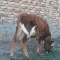 گوساله ماده