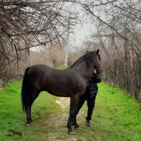 استثنایی درجه یک نریان