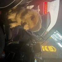 توله چاو چاو