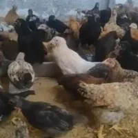 جوجه محلی حراج سه ماهه