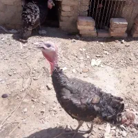 بقلمون محلی