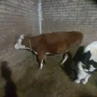 عرضه گوشت گوساله و بره سبک وزن واقعی|خوردنی و آشامیدنی|نمین, |دیوار