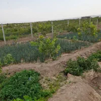 باغ در محدوده خسروشهر|فروش خانه و ویلا|خسروشاه, |دیوار