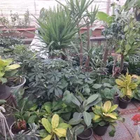 گلهای آپارتمانی یوکا کمپکت شفلرا فیلندرون بنجامین