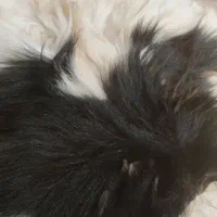 پوست بز