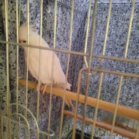 پرنده|پرنده|شاهین‌شهر, عطار|دیوار