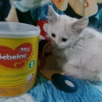 گربه دوماهه بریتیش