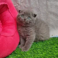 گربه|گربه|قم, صفاشهر|دیوار