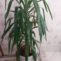 گل طبیعی