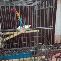 عروس هلندی|پرنده|بروجرد, |دیوار