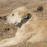 خریدار سگ نگهبان