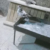 منقل اهنی (ک ب و ت ر ا )فروشین|اجاق گاز و لوازم برقی پختوپز|خرمآباد, |دیوار