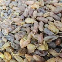 فروش جزئی انجیر گردو حبوبات کشمش افتابی مویز|خوردنی و آشامیدنی|یزد, |دیوار