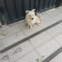 سگ پا کوتاه|سگ|فردیس, قریشی|دیوار