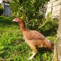 مرغ لاری معاوضه با جوجه لاری