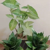 گل سینگینیوم
