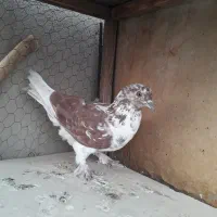 کبوتر گرفتنی تهرانی،شهرستانی|پرنده|تهران, زنجان جنوبی|دیوار