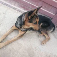 واگذاری سگ ژرمنی