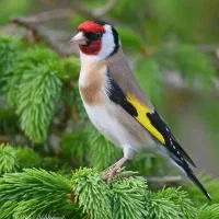 سهره اهوازی،