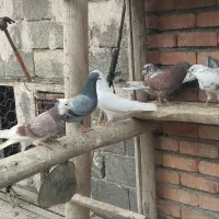 کبوتر پرشی|پرنده|نوشین شهر, |دیوار