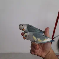 جوجه برزیلی|پرنده|سقز, |دیوار