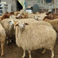 فروش بره نر جوان گوسفند چاق قربانی باقصابی|حیوانات مزرعه|قم, امامزاده ابراهیم|دیوار