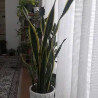 گل طبیعی زیبا