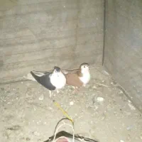 جفت ساده معاوضه|پرنده|گنبد کاووس, |دیوار