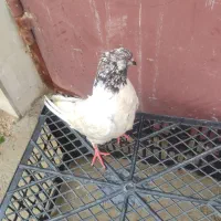 کبوتر ملاقی