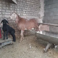 بره قوچ چینی|حیوانات مزرعه|قنوات, |دیوار