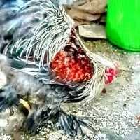 خروس برهما اصل 15ماهه|حیوانات مزرعه|تهران, امام زاده عبدالله|دیوار