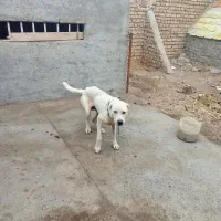 سگ ماده سرابی|سگ|گلمکان, |دیوار