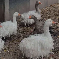 غاز سباستوپل فرانسوی وغاز عروس آلمانی