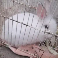 خرگوش